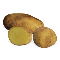 Картофель белый